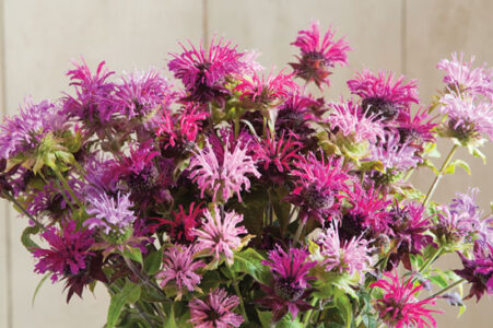 Seed Shop: New Spring Heirloom Offerings for Your Garden Image